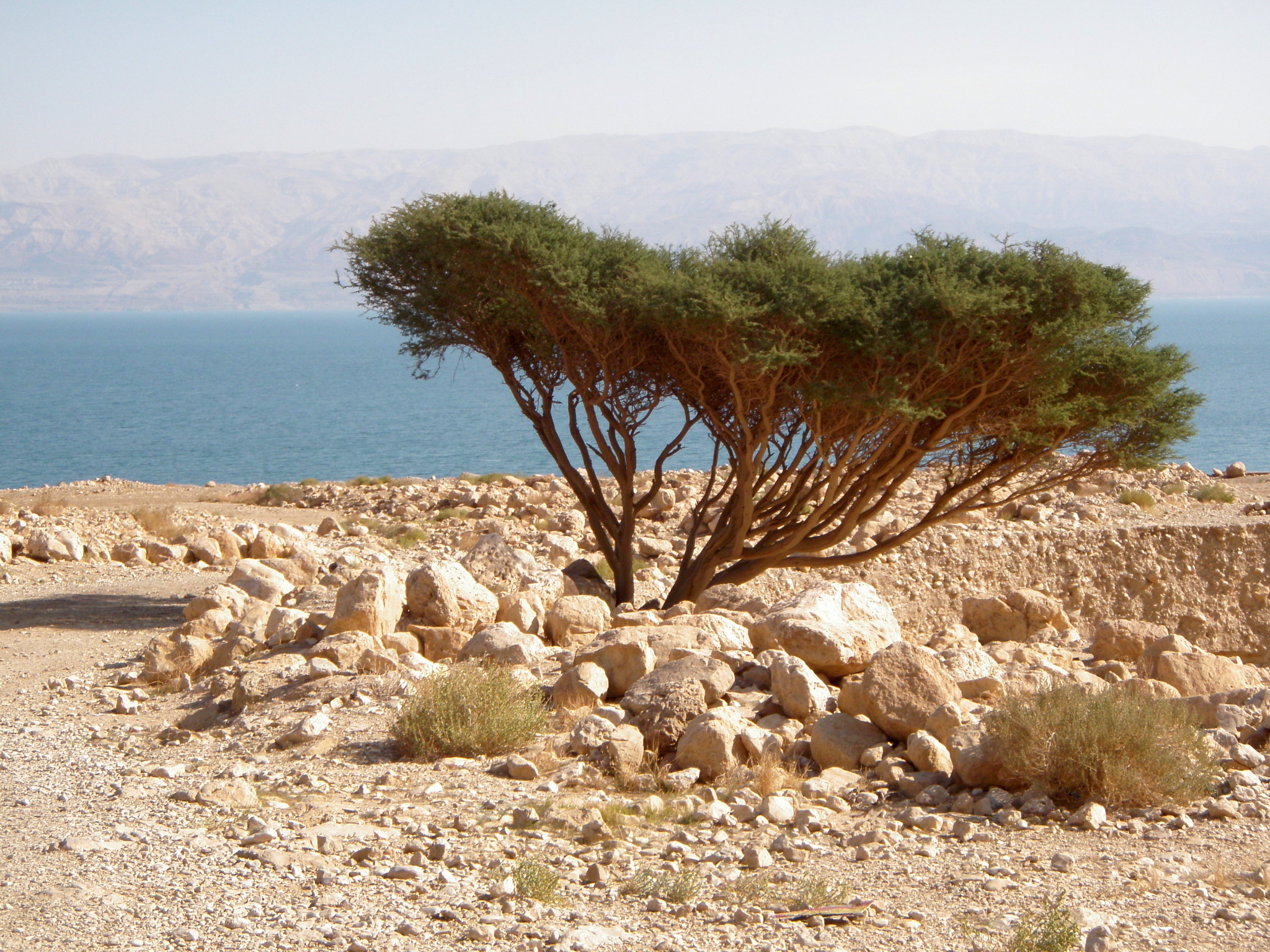 Dead Sea Acacia shade tree, natural germination.