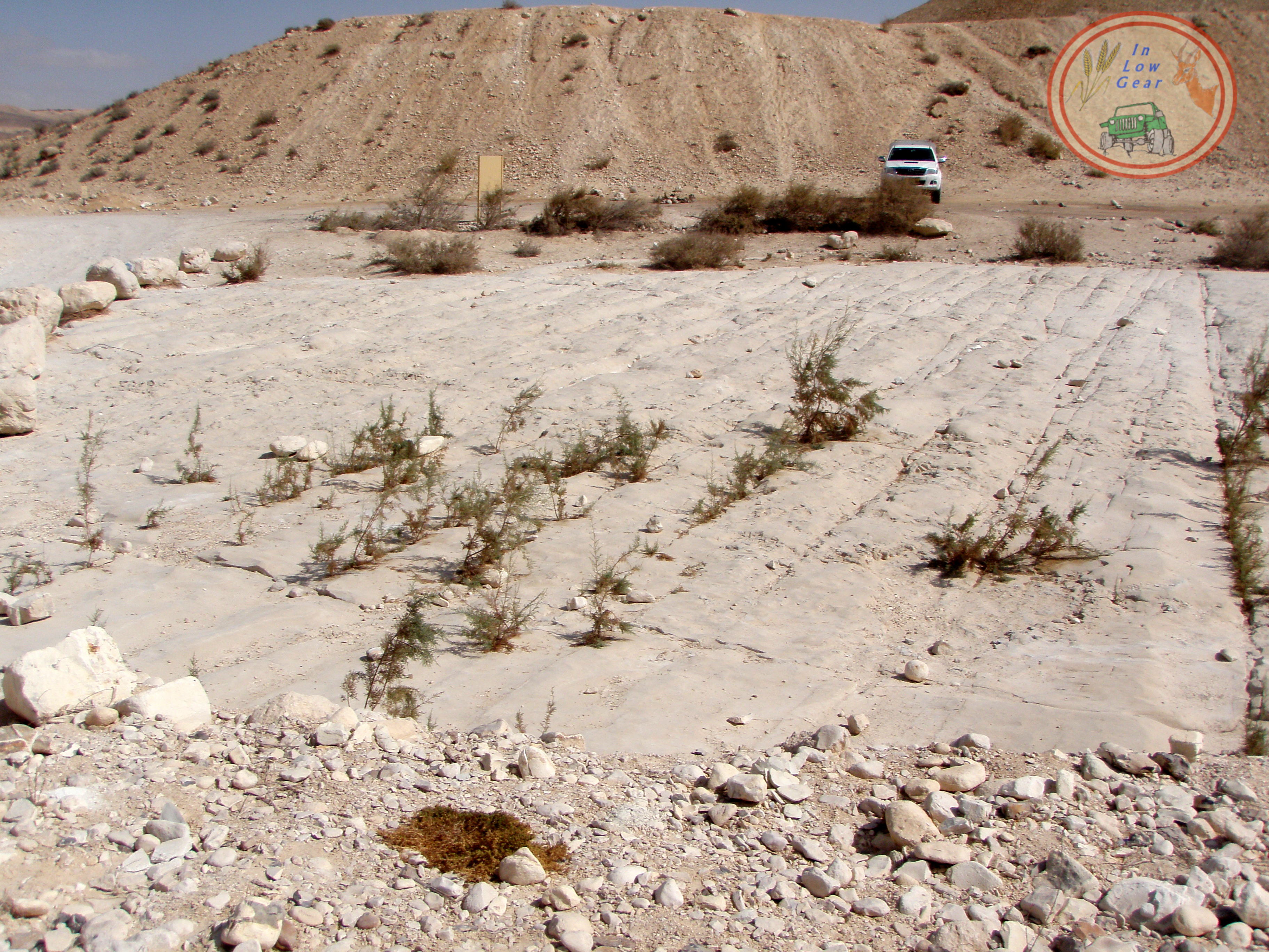 עצי אשל בנביטה ספונטאנית בסדקי-סלע בנחל עקב אשר בבקעת צין