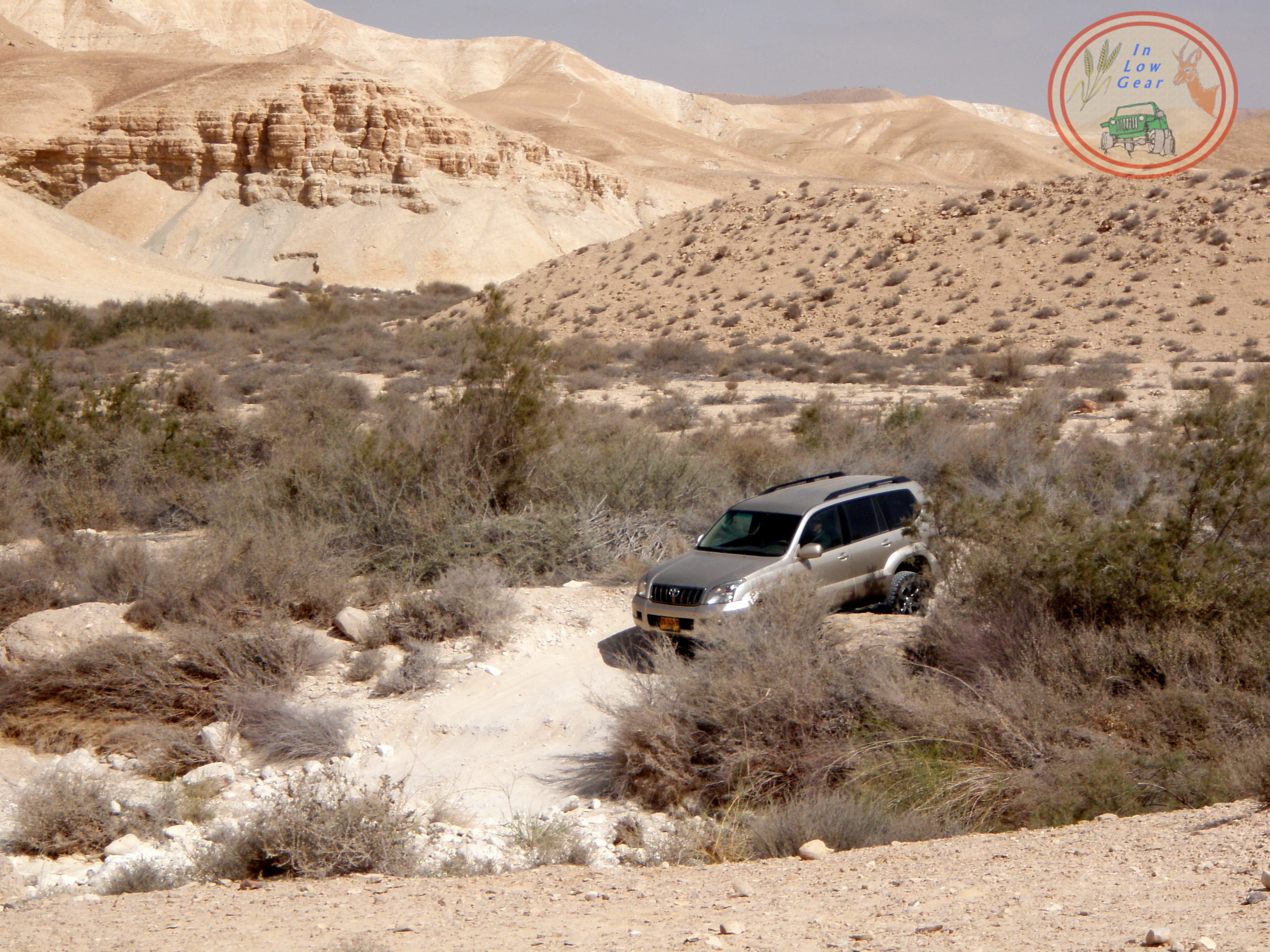 איך יראה הדשא שלכם ללא השקייה שמונה חודשים? ואחר-כך, חמש הצפות
