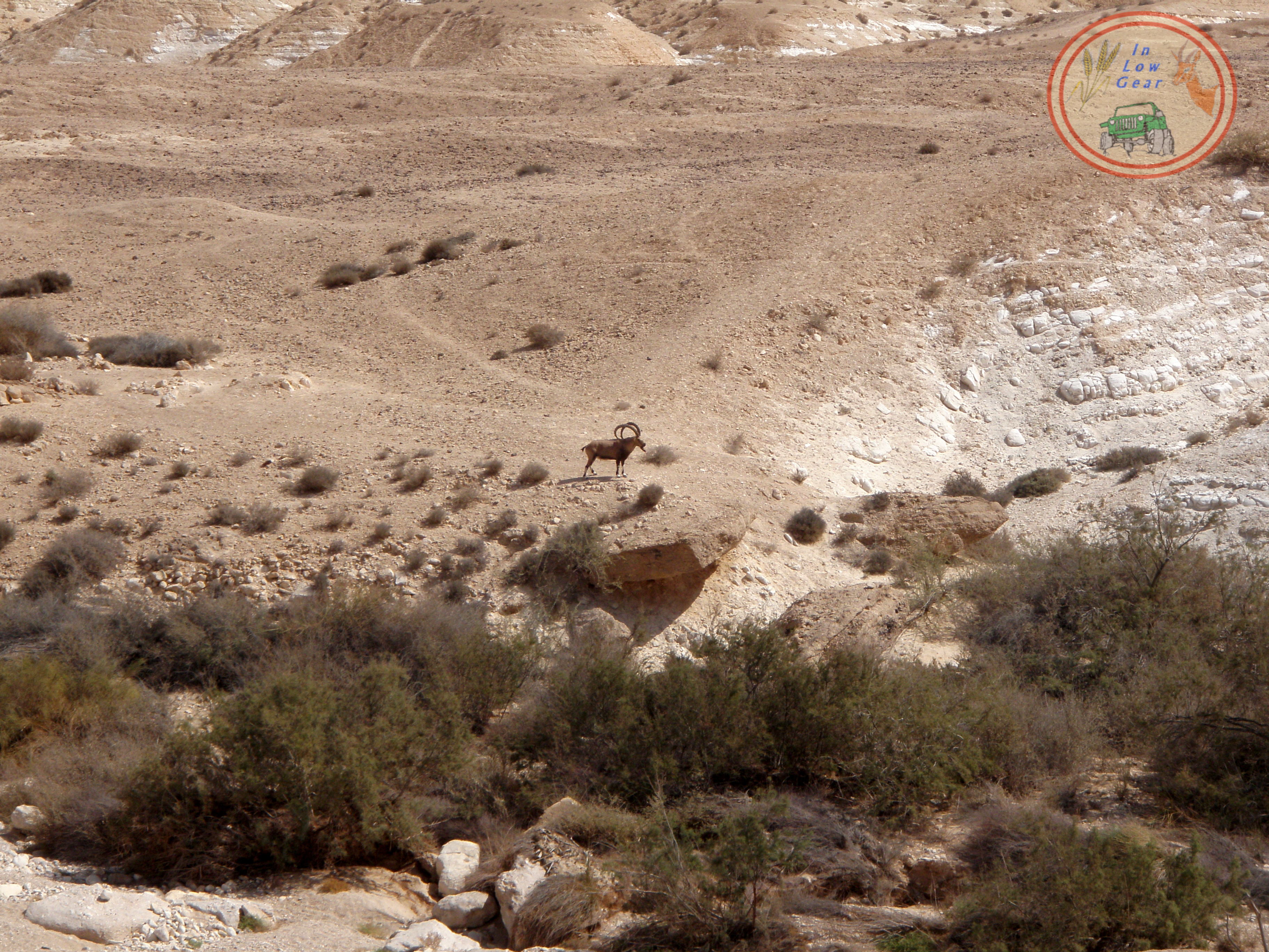 יעל נובי בדרכו ל"בר" עין עקב