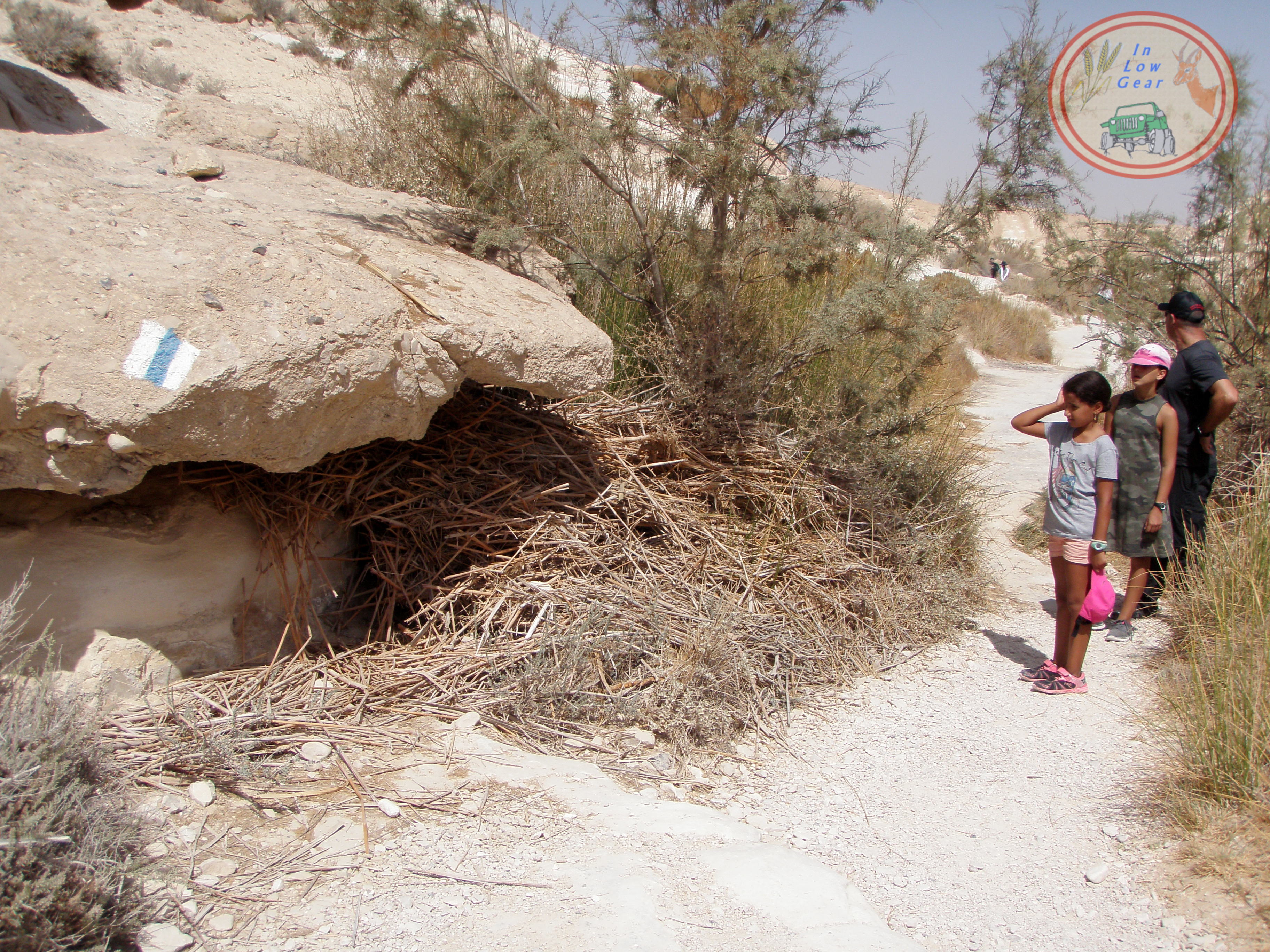 עץ אשל דואג לעצמו ל"בנק" דשן אורגני מסחף שטפונות