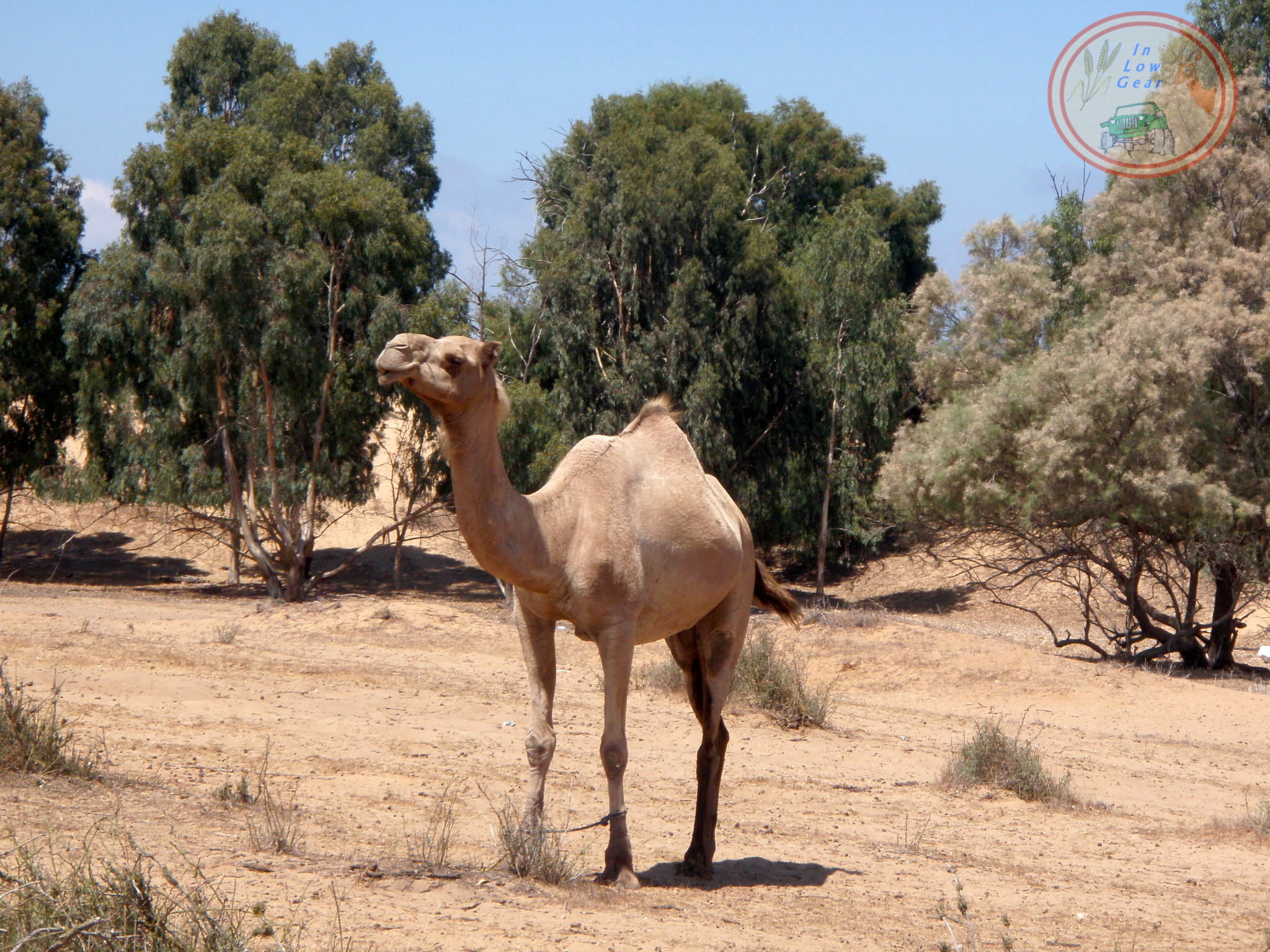 Camel at Ashdod Roberts Bedouins.