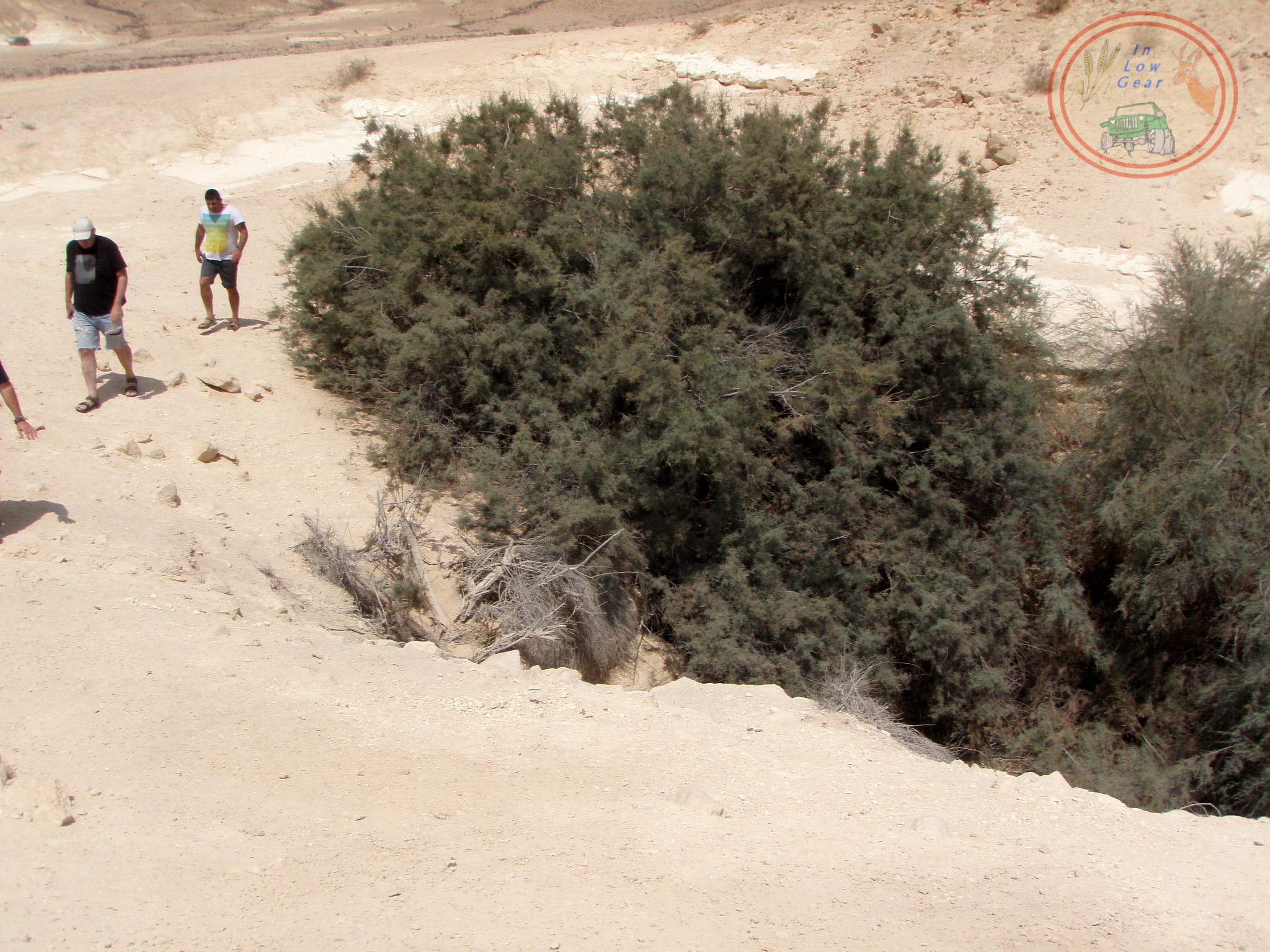 A desert Tamarix pointing at a large water hole Negev desert jeep tours. אשל מצביע על מארורת מים בהר הנגב טיולי ג'יפים