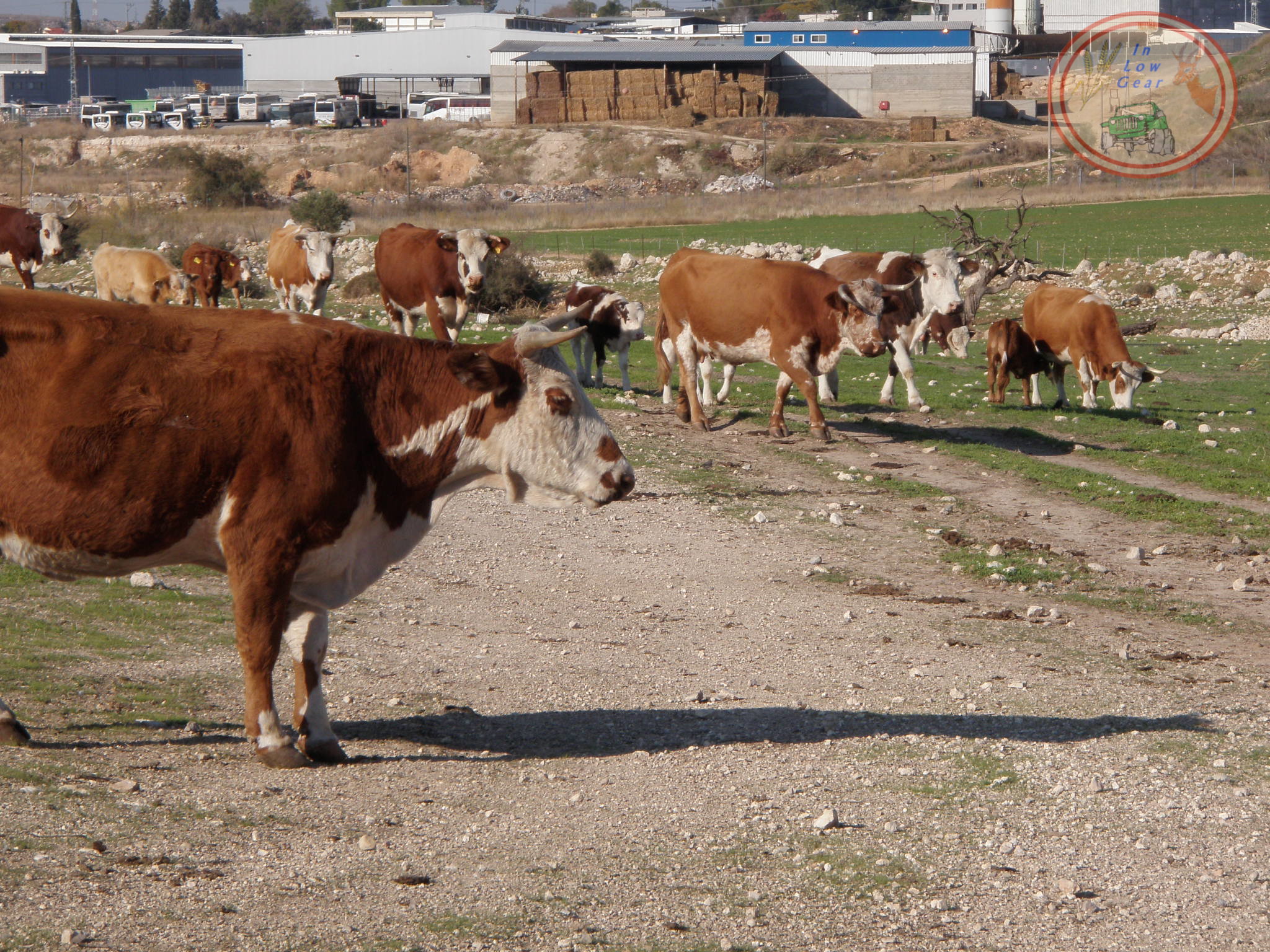 מרעה עמק איילון.  Ayalon valley grazing cattle