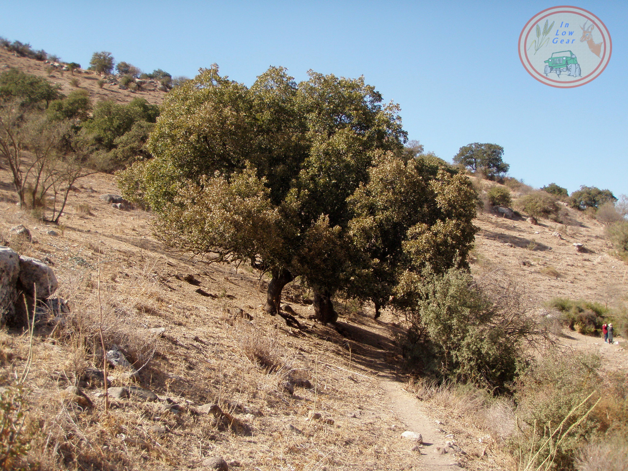 Golan, grandfather oak trees, Nachal Metser אלוני נחל מצר טיולי ג'יפים רמת הגולן
