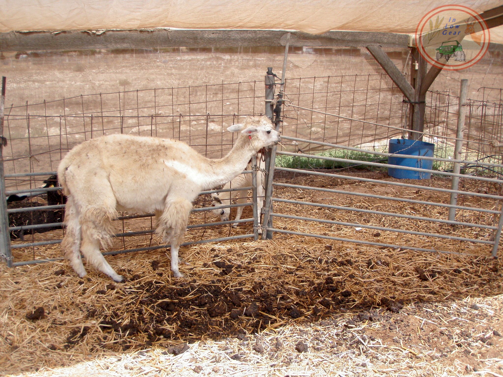 Mitzpe Ramon Alpaca ranch. Baby alpaca...
