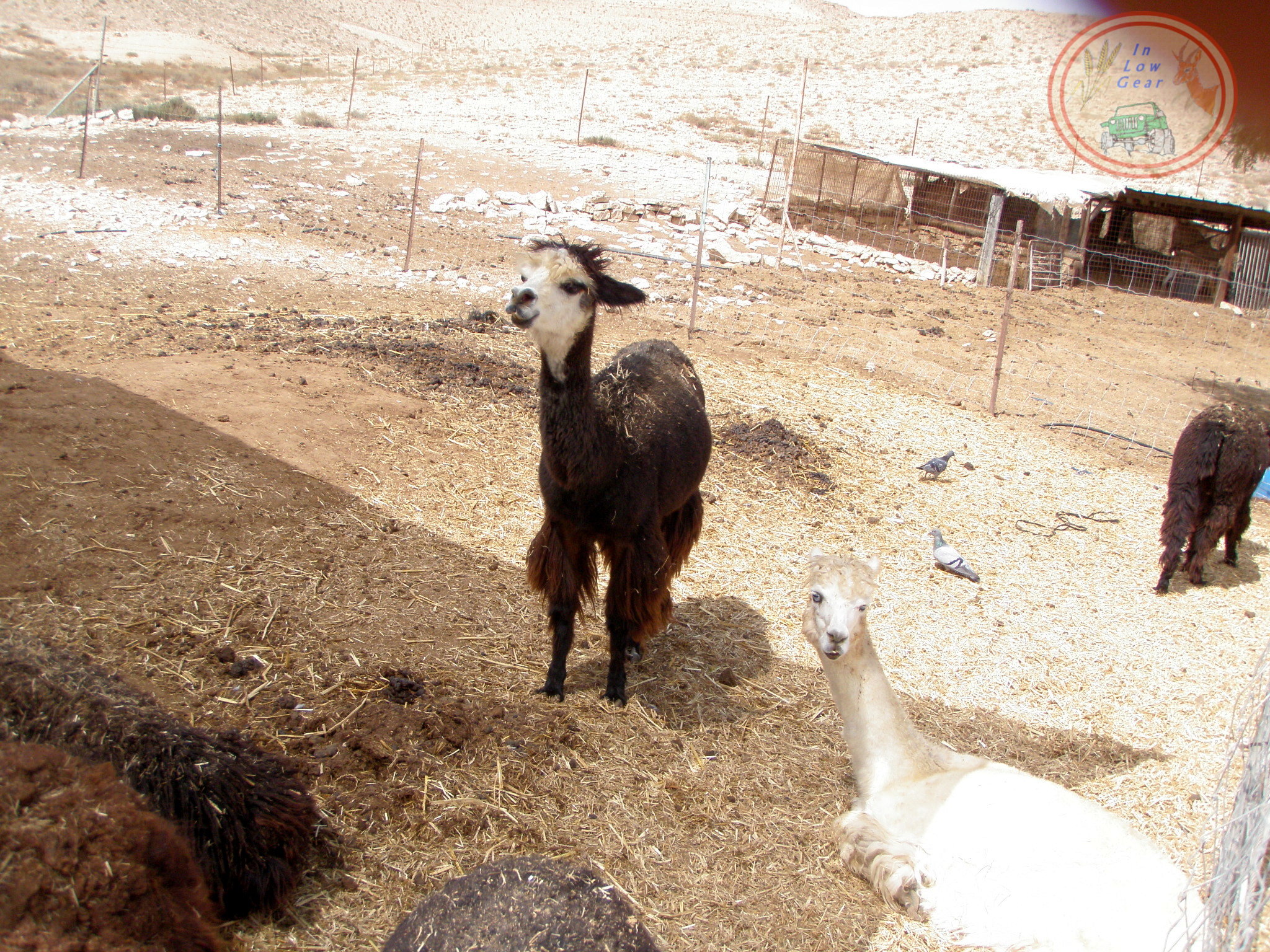 Mitzpe Ramon Alpaca ranch. Me and my girl.  "Did you say a party?"