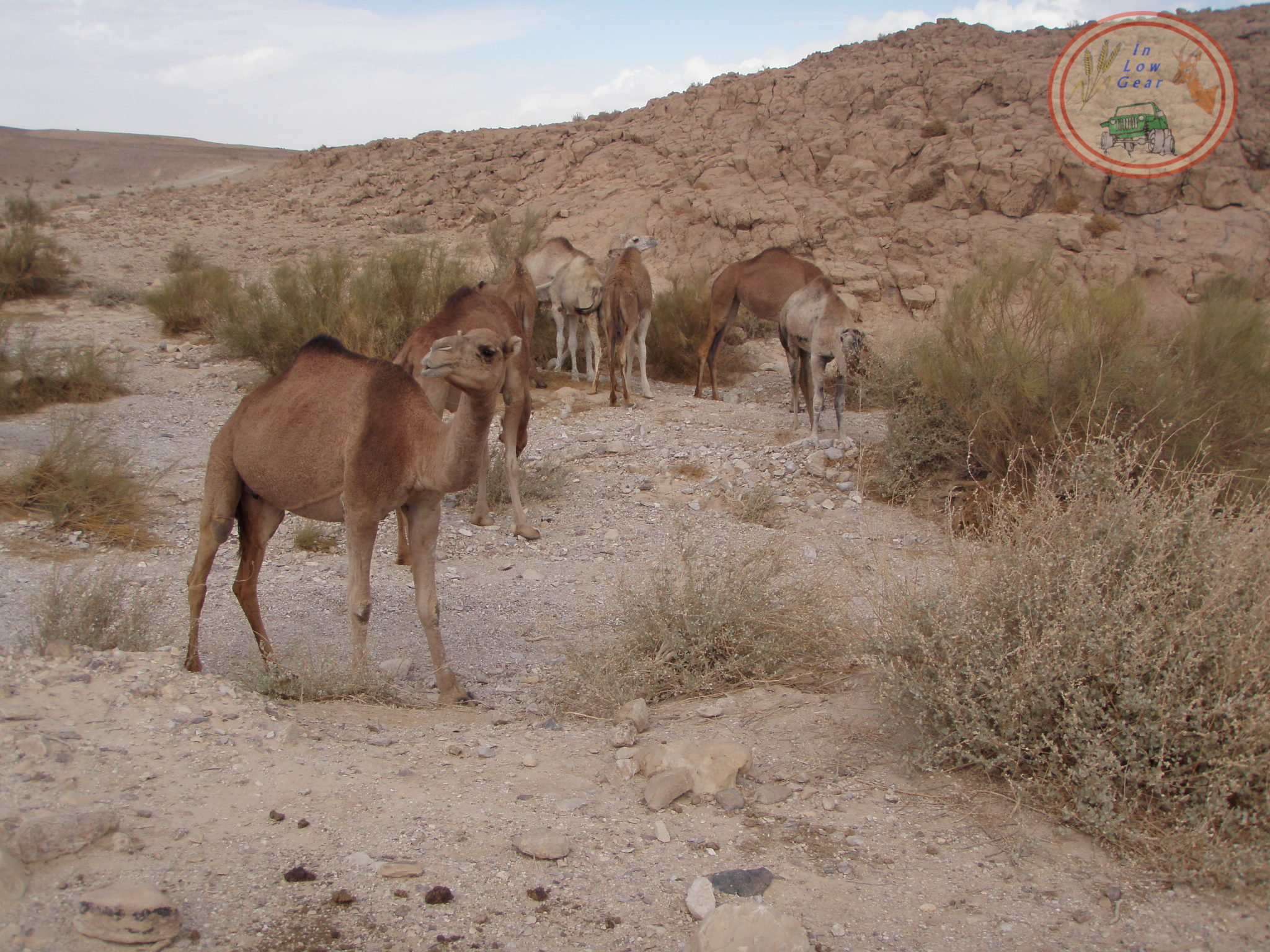 Adventure tours Judea desert Har Cipon camels