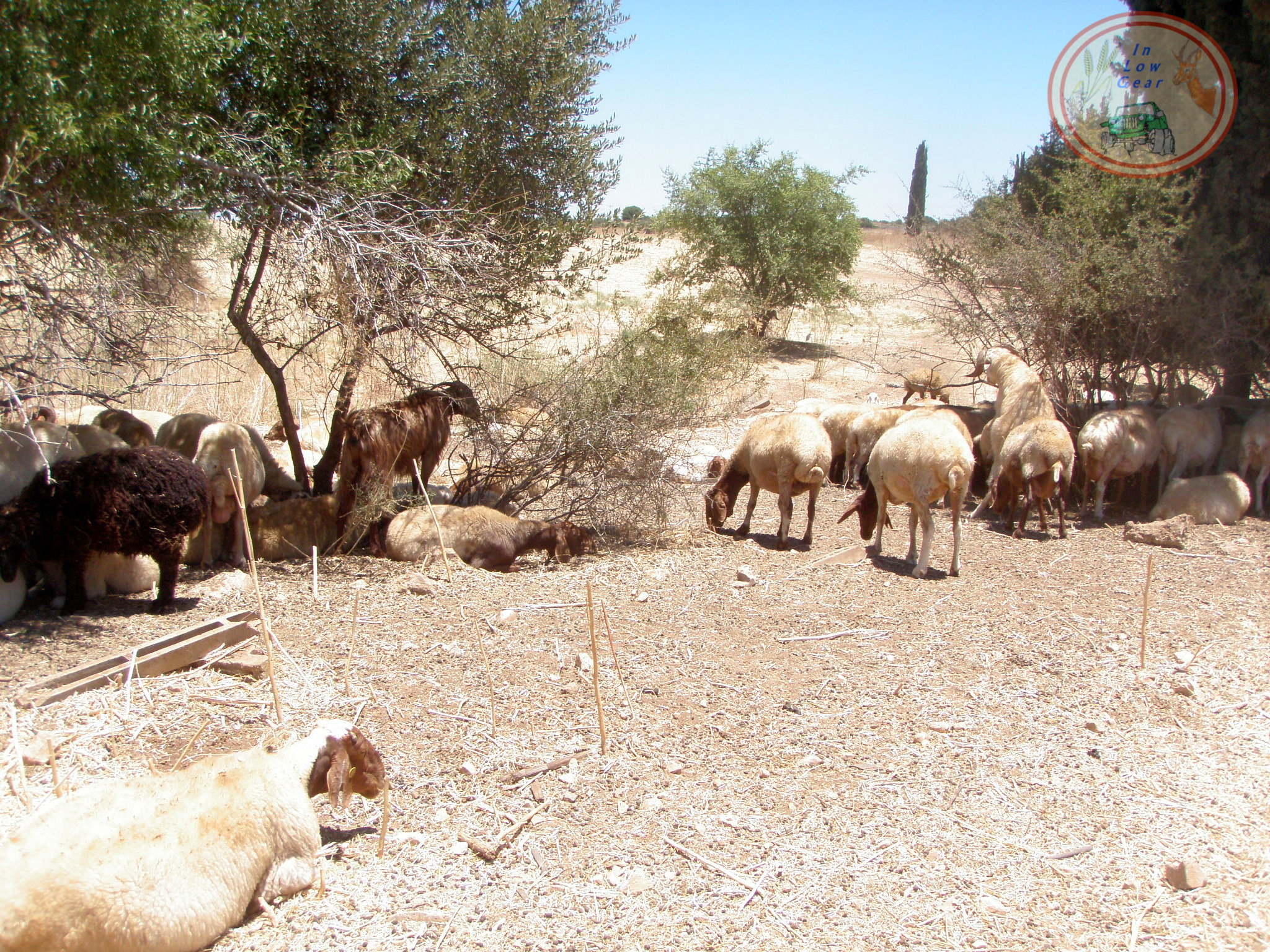 Haella wadi sheep, as in King david time. כבשים בעמק האלה כבתקופת דוד המלך