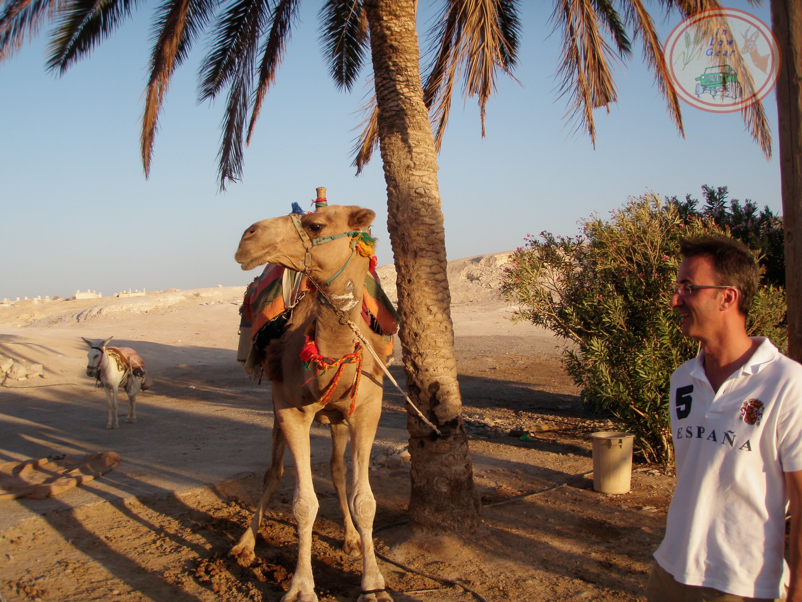 Nebi Musa camel Adventure 4x4 Jeep tours