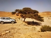 Jeep tours Nachal Ye'elim טיולי ג'יפים נחל יעלים