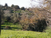 חורש מאכל. Food forest